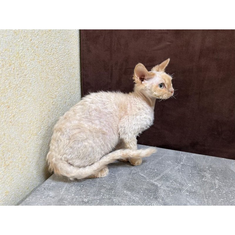 Devon Rex A Bazilio