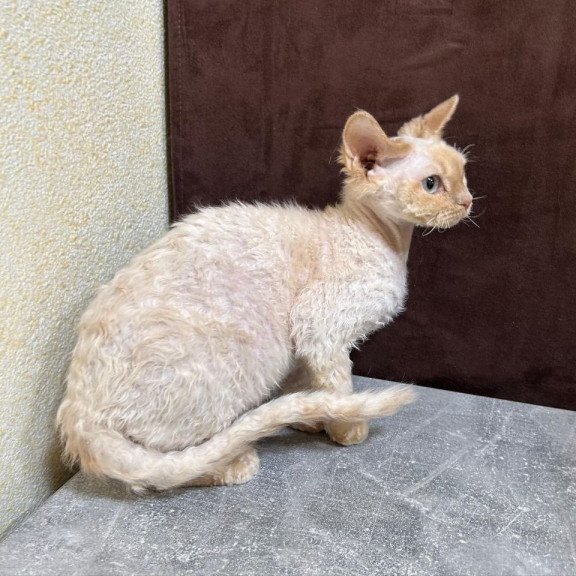 Devon Rex A Bazilio