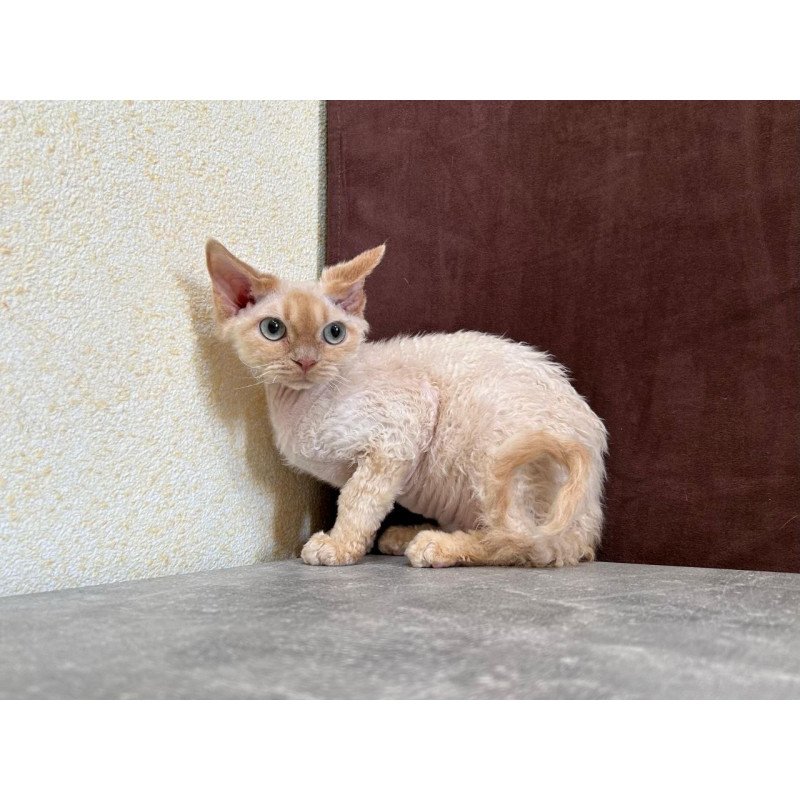 Devon Rex A Bazilio