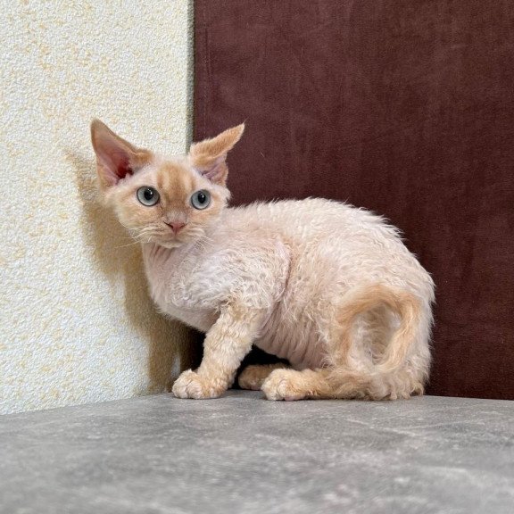 Devon Rex A Bazilio