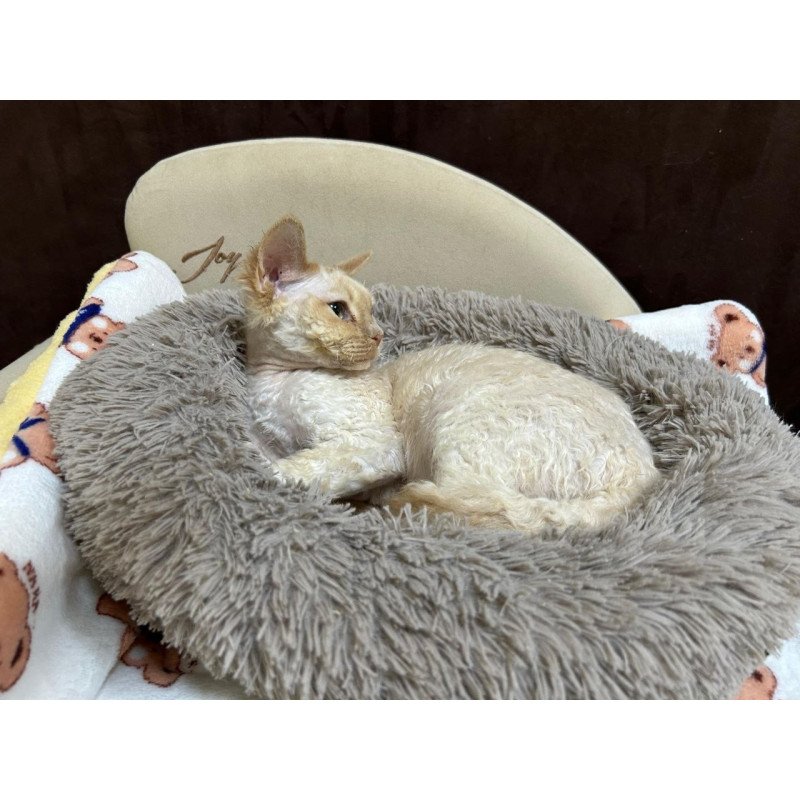 Devon Rex A Bazilio