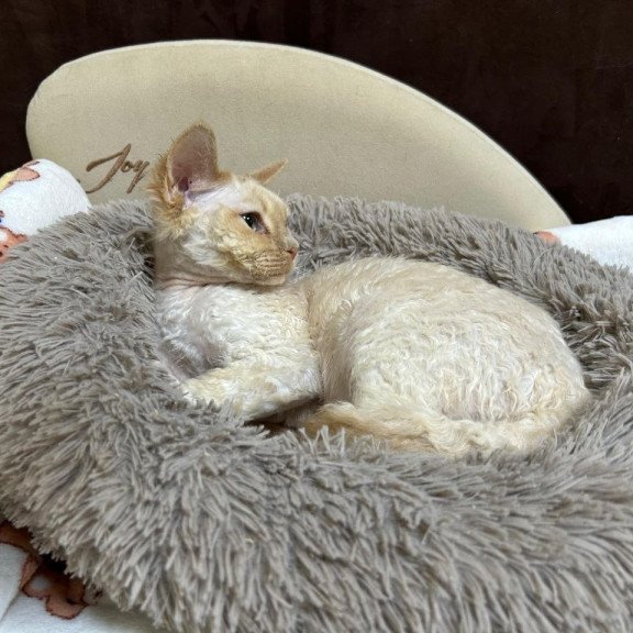 Devon Rex A Bazilio