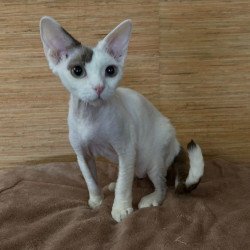 Devon Rex A Semen