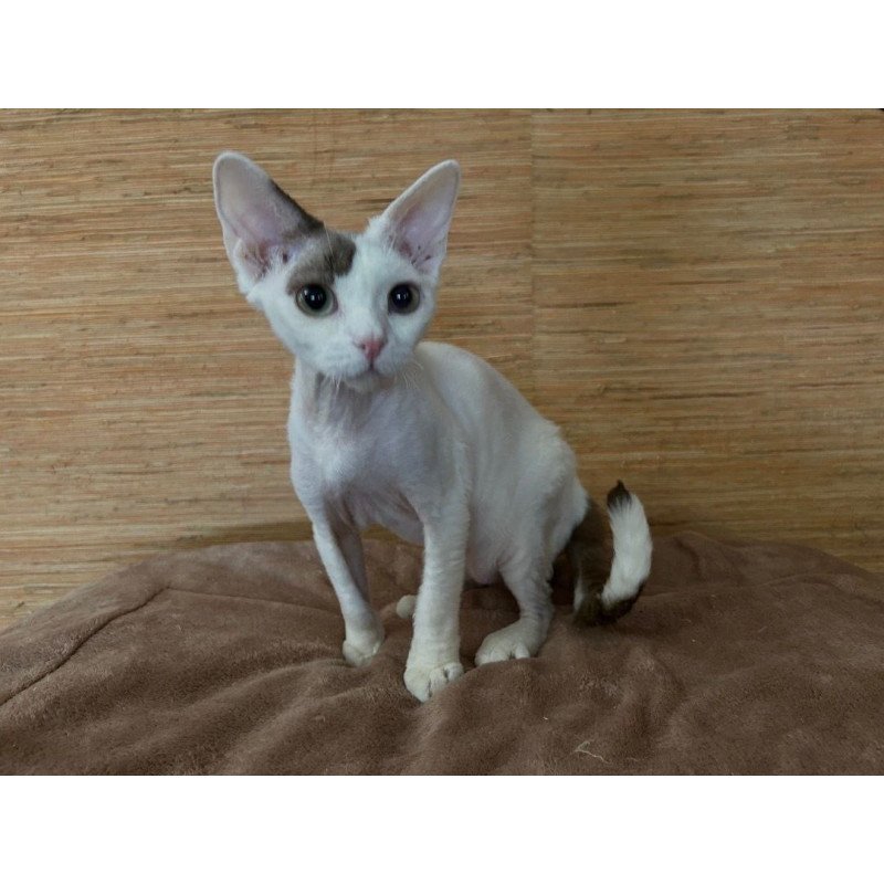 Devon Rex A Semen