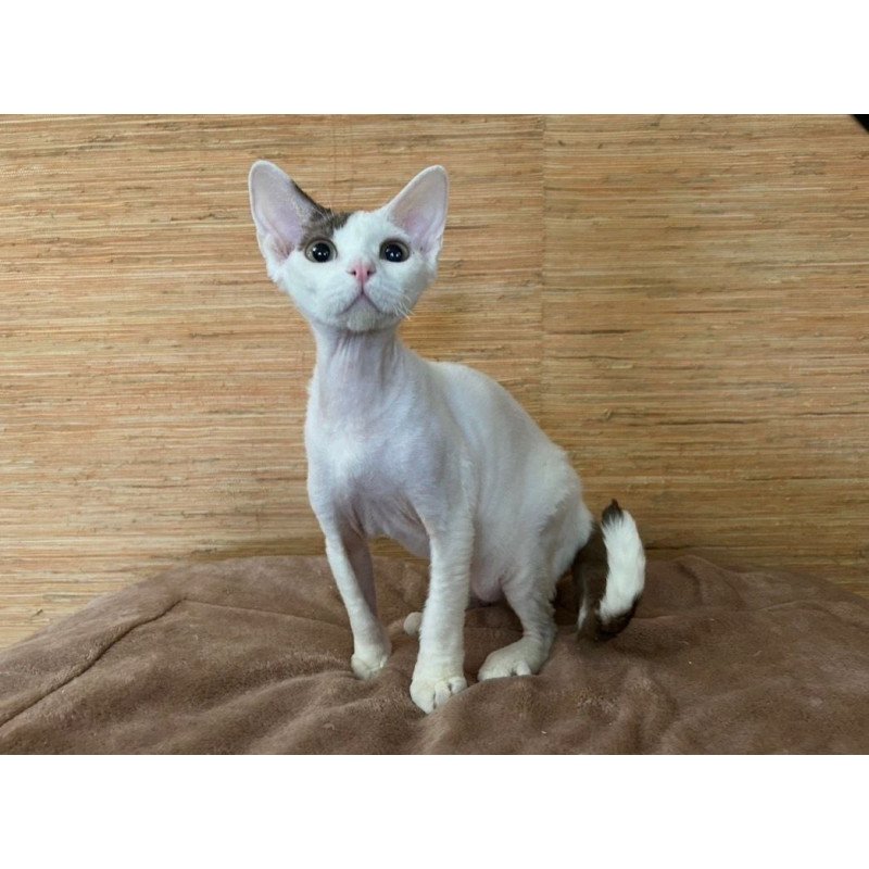 Devon Rex A Semen