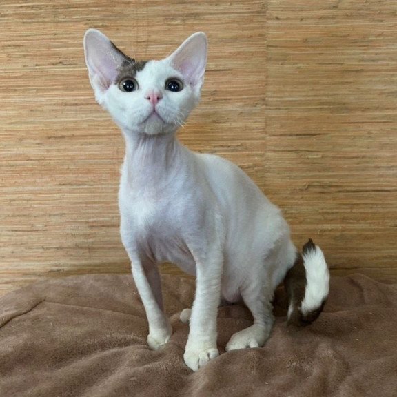 Devon Rex A Semen