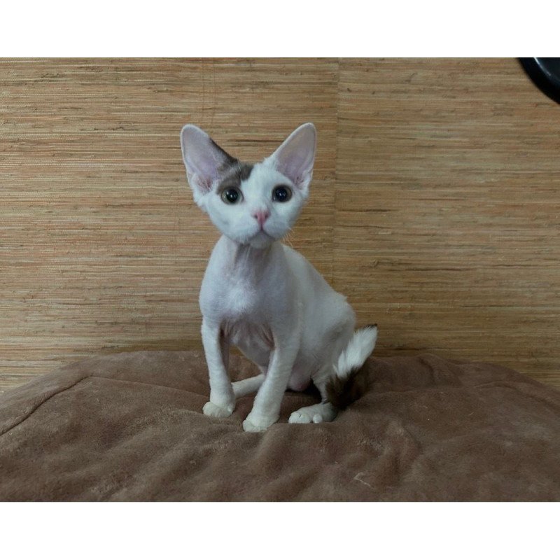 Devon Rex A Semen