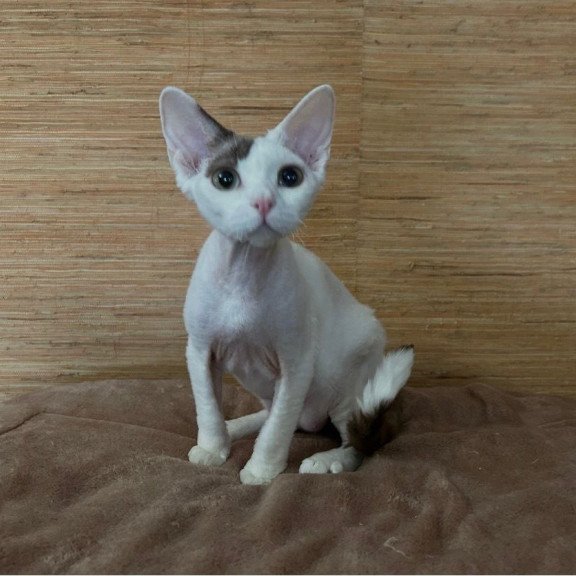 Devon Rex A Semen