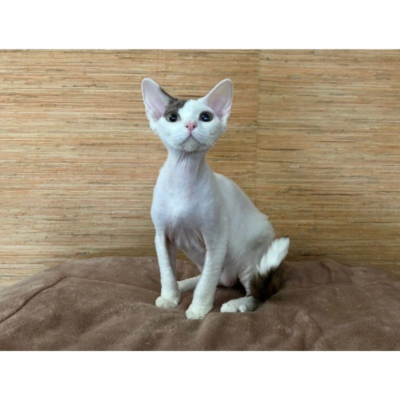 Devon Rex A Semen