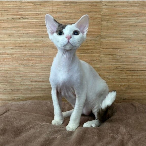 Devon Rex A Semen