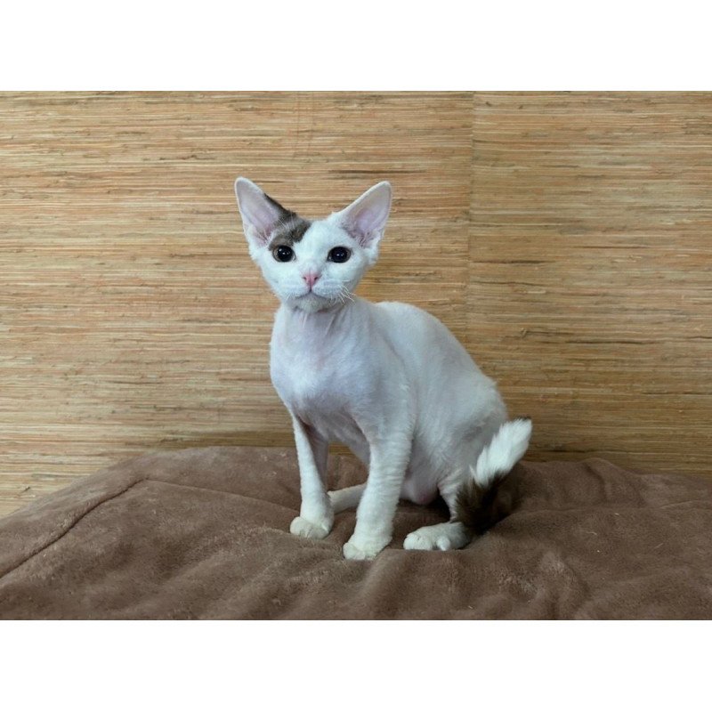 Devon Rex A Semen