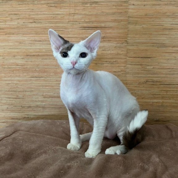 Devon Rex A Semen