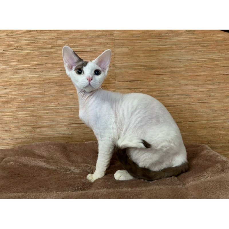 Devon Rex A Semen