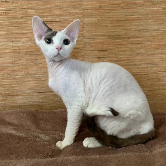 Devon Rex A Semen