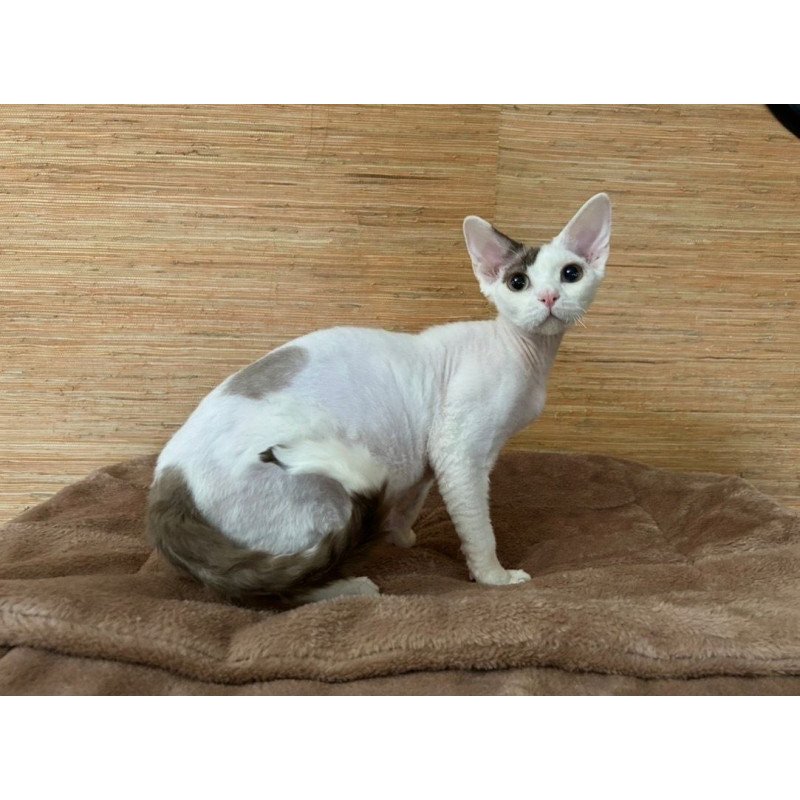 Devon Rex A Semen