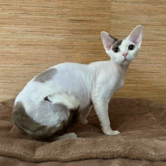 Devon Rex A Semen