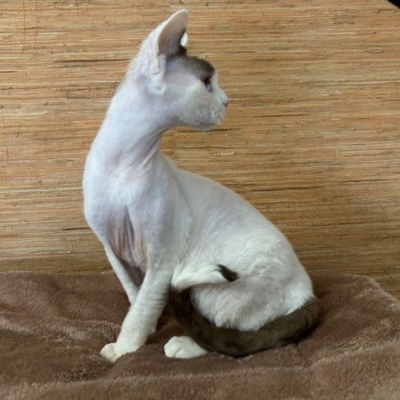 Devon Rex A Semen