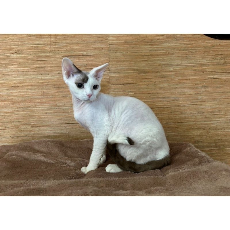 Devon Rex A Semen