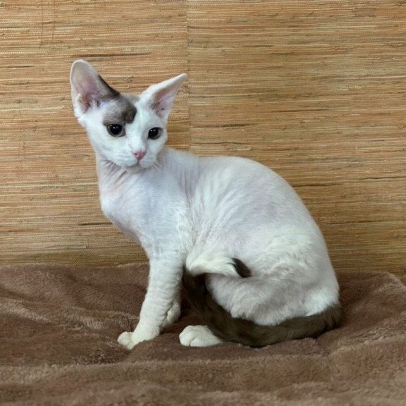 Devon Rex A Semen