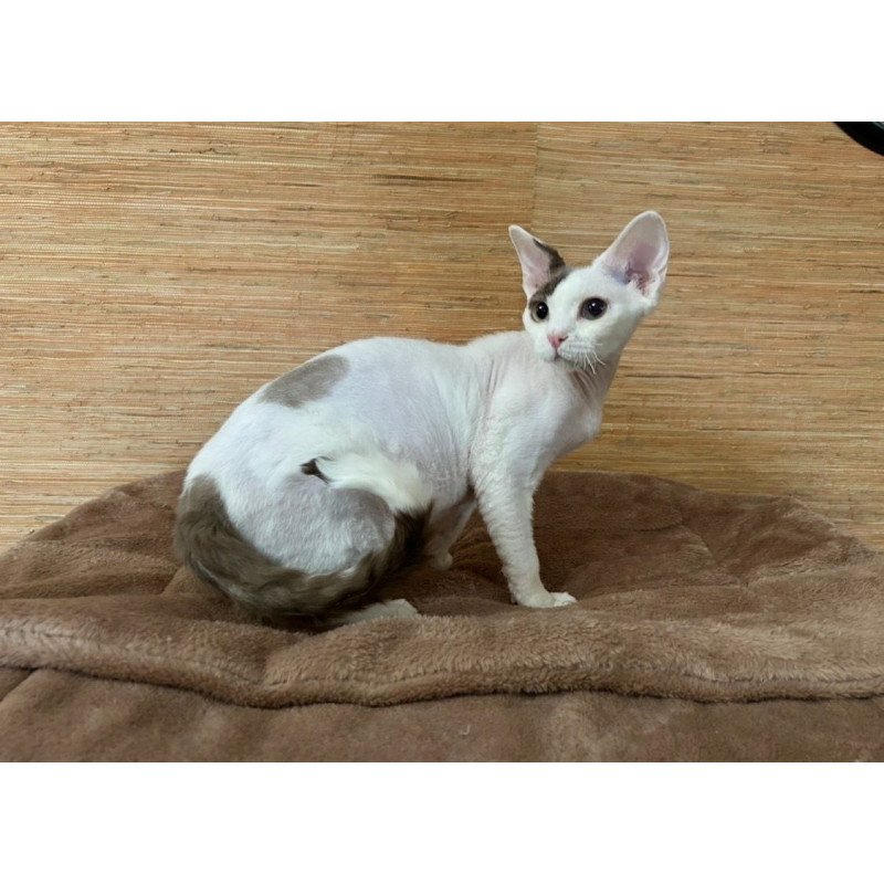 Devon Rex A Semen