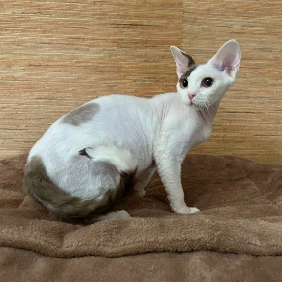 Devon Rex A Semen