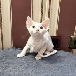 Devon Rex A Amanda