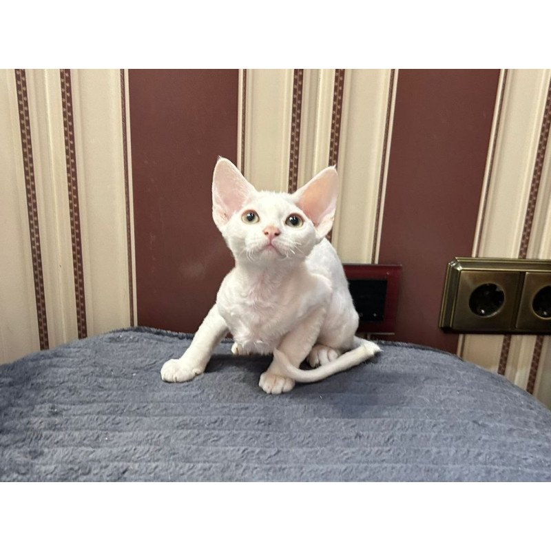 Devon Rex A Amanda