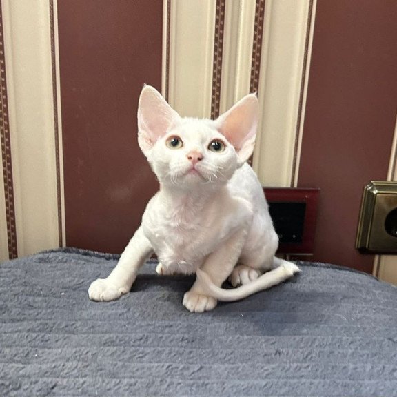 Devon Rex A Amanda