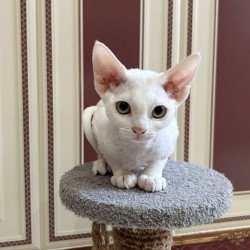 Devon Rex A Amanda