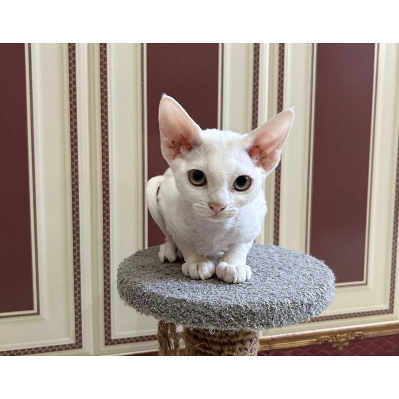 Devon Rex A Amanda