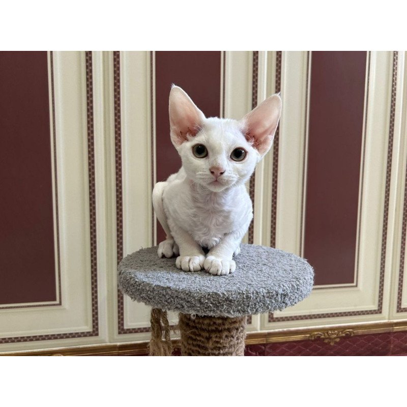 Devon Rex A Amanda