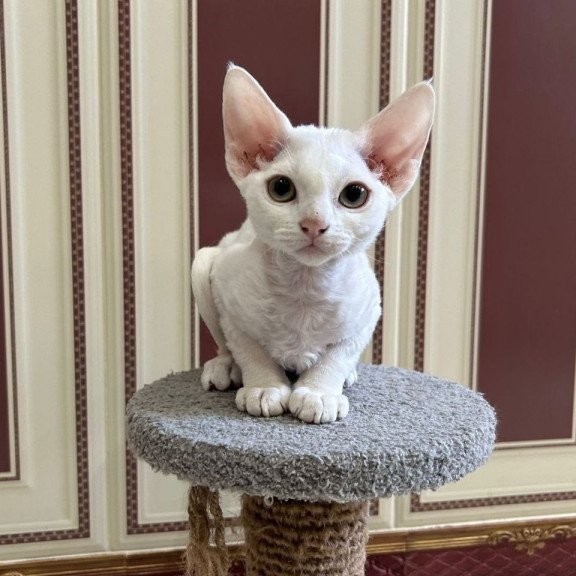 Devon Rex A Amanda