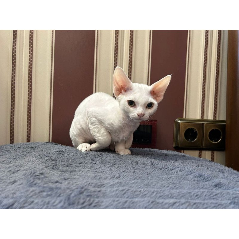 Devon Rex A Amanda