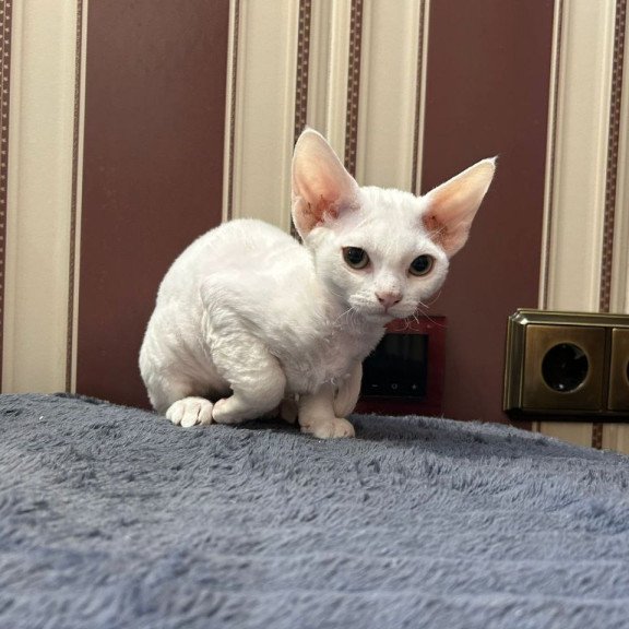Devon Rex A Amanda