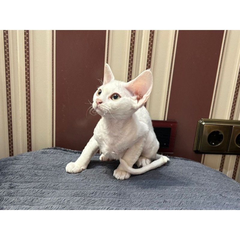 Devon Rex A Amanda