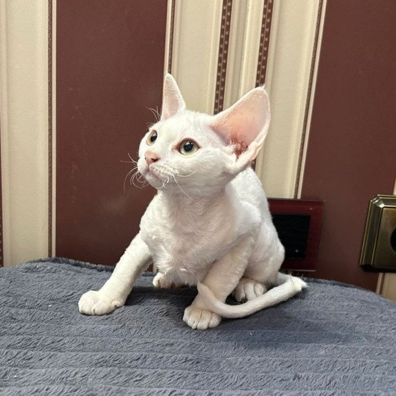 Devon Rex A Amanda