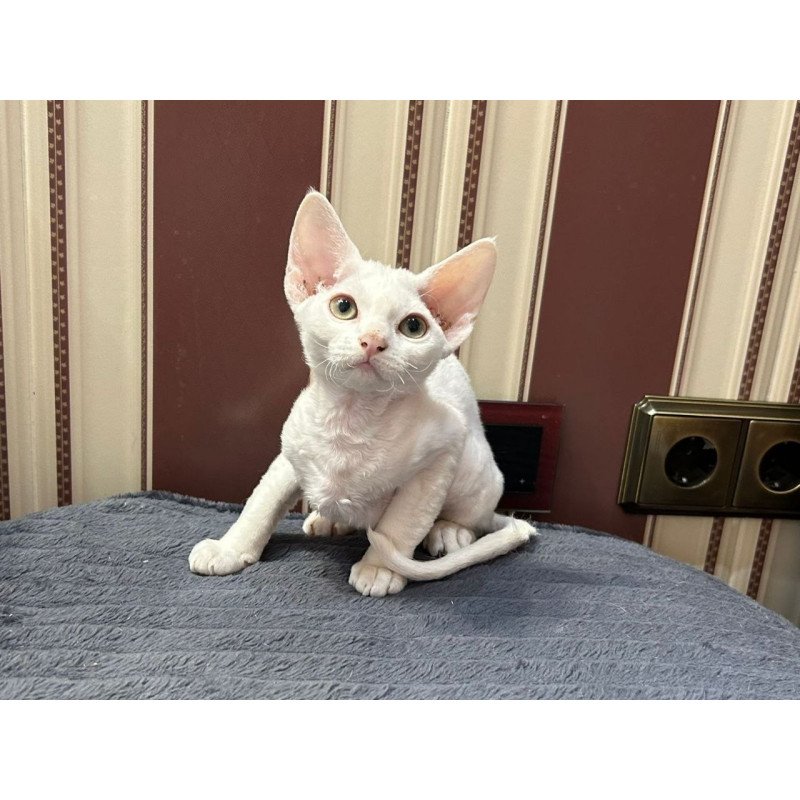 Devon Rex A Amanda