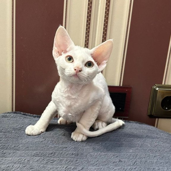 Devon Rex A Amanda