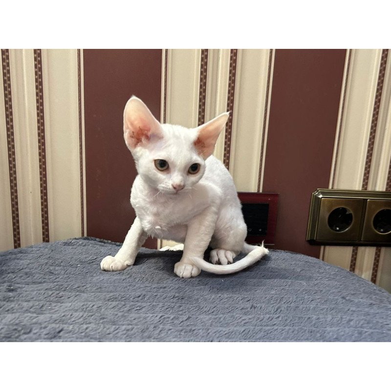 Devon Rex A Amanda