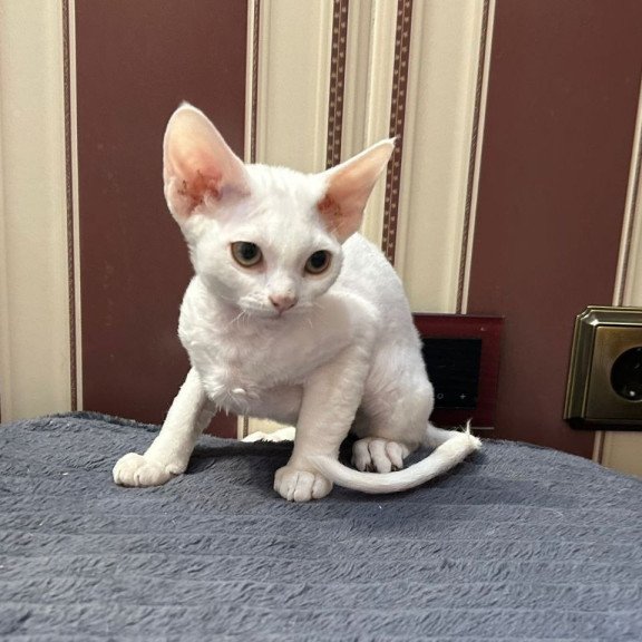 Devon Rex A Amanda