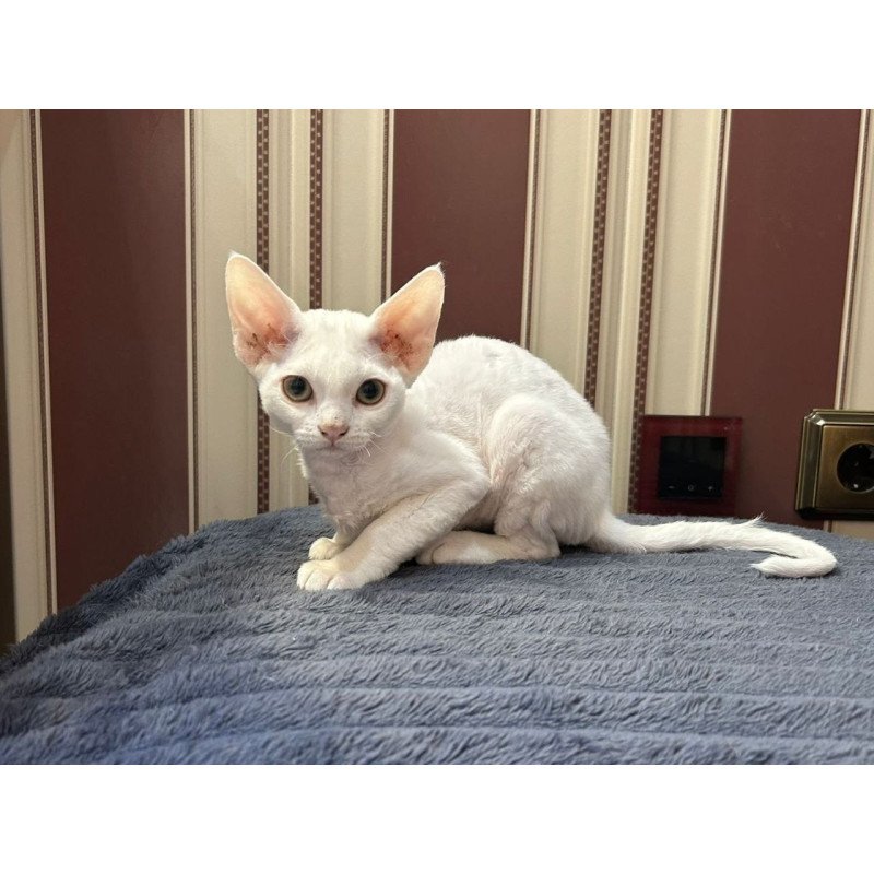 Devon Rex A Amanda