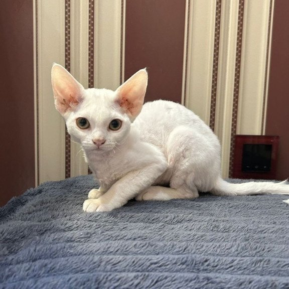 Devon Rex A Amanda