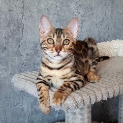 Bengal EM Zara