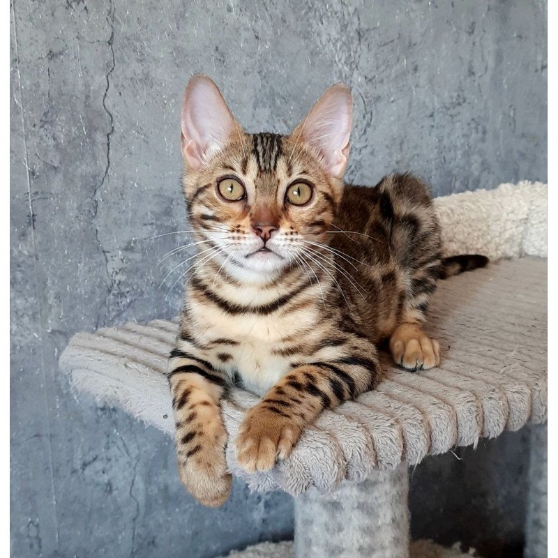 Bengal EM Zara