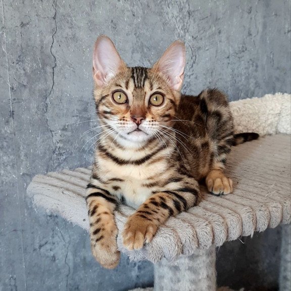 Bengal EM Zara