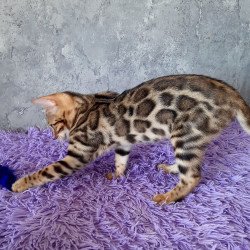 Bengal EM Zara