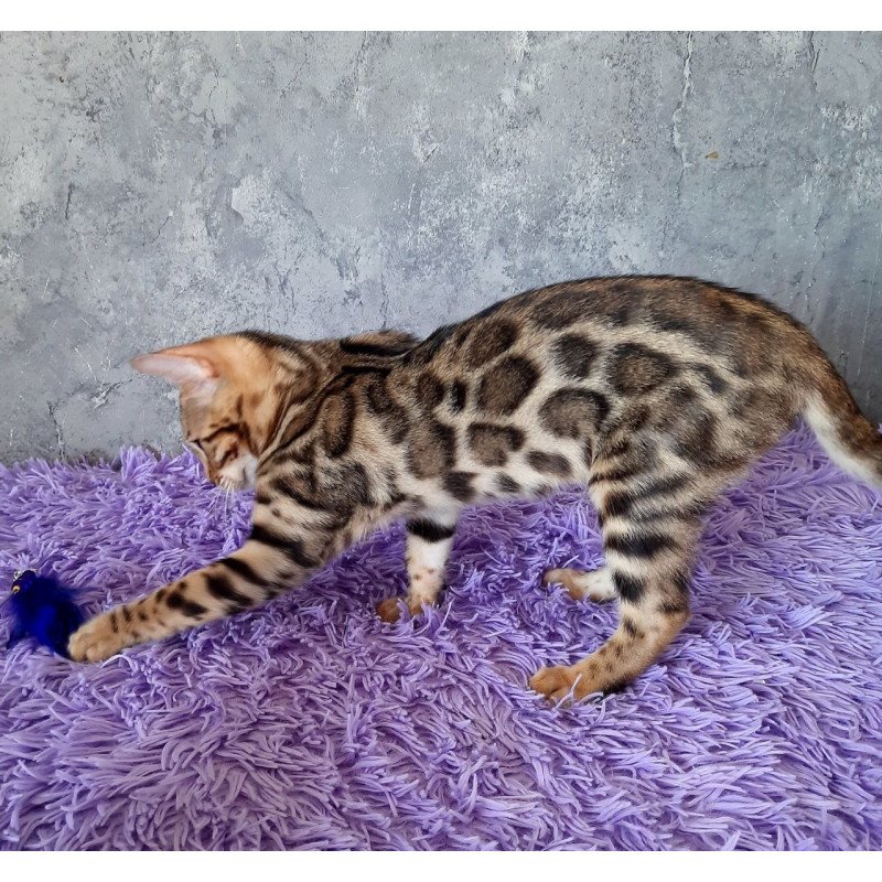 Bengal EM Zara