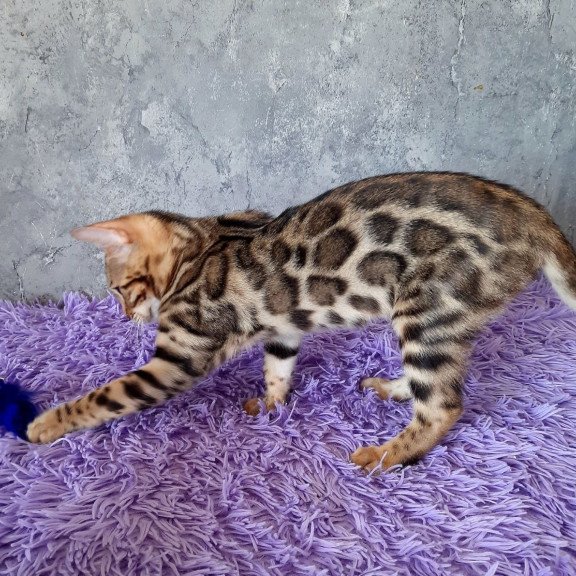 Bengal EM Zara