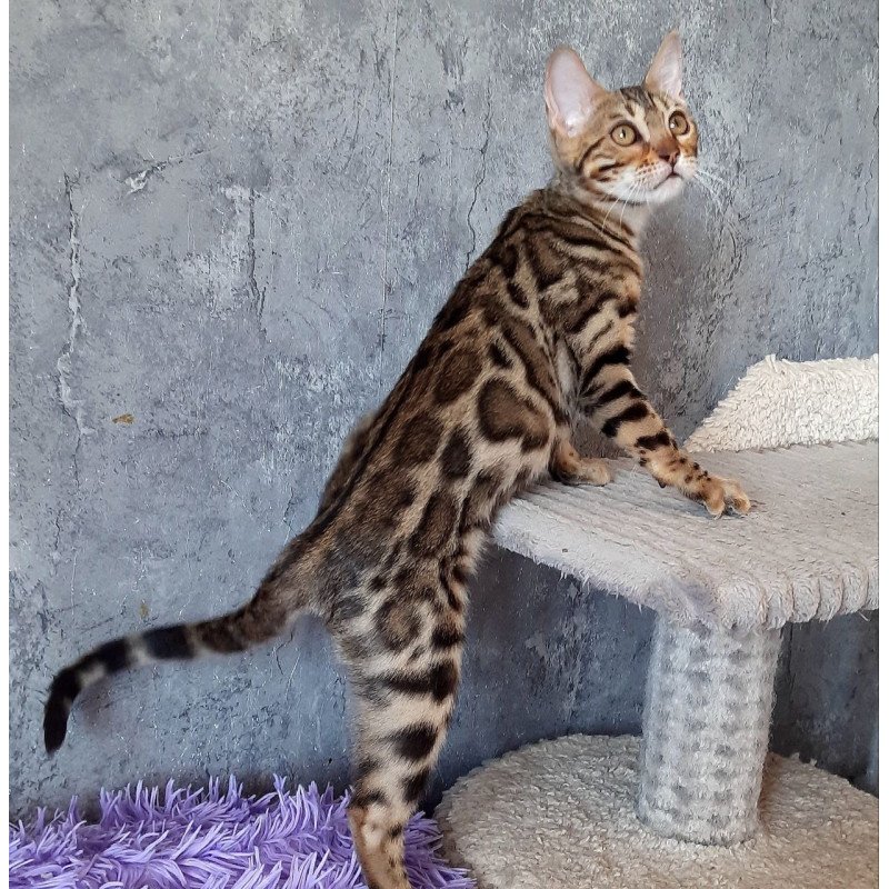 Bengal EM Zara