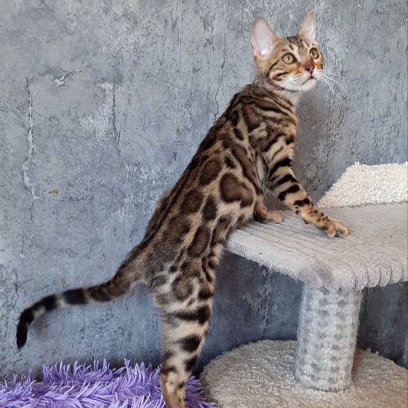Bengal EM Zara
